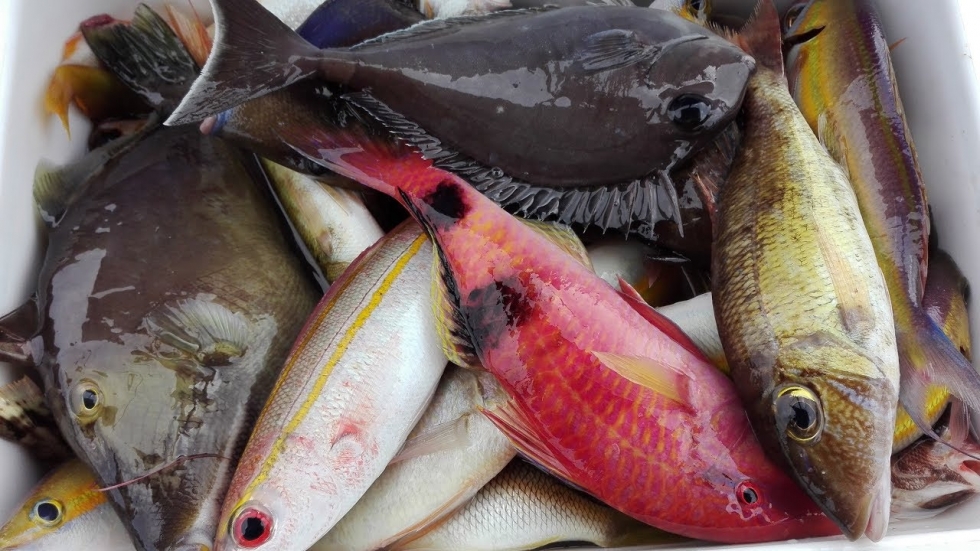 Cá biển chứa rất nhiều omega 3